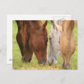 馬の友達 ポストカード (正面/裏面)