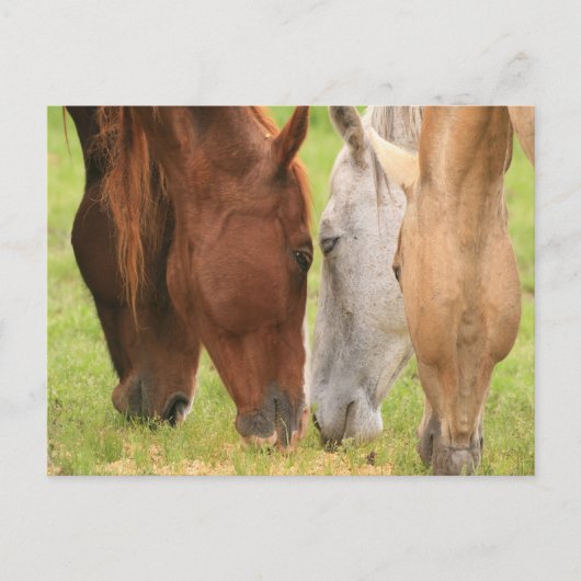 馬の友達 ポストカード (正面)