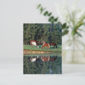 馬の反射 ポストカード (スタンド正面)