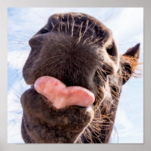 馬の口から真っ直ぐおもしろいの動物 ポスター (正面)