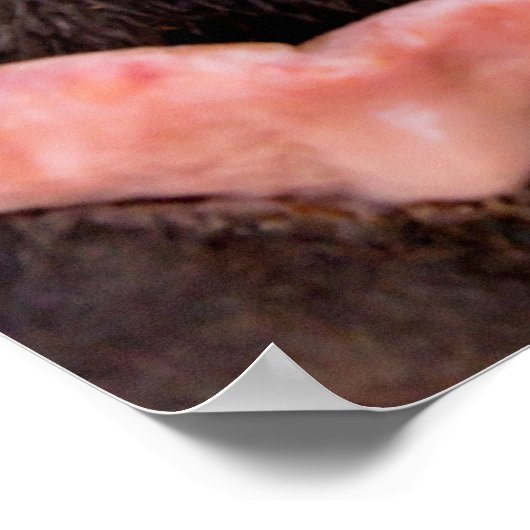 馬の口から真っ直ぐおもしろいの動物 ポスター (角)