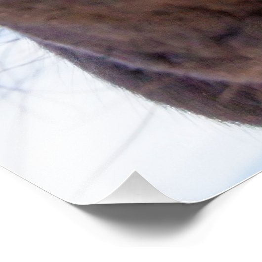 馬の口の動物から真っ直ぐおもしろい フォトプリント            (角)