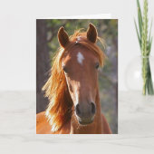 馬の同情カード カード (正面)