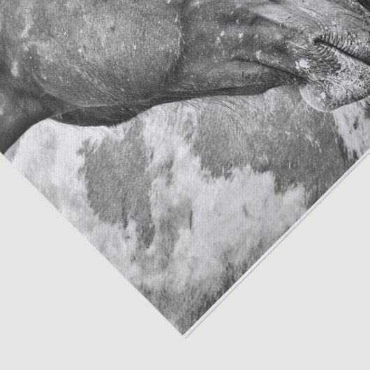 馬の国の黒素朴と白のデコパージュ 薄葉紙 (詳細)