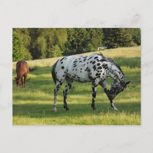 馬の夕べ ポストカード (正面)