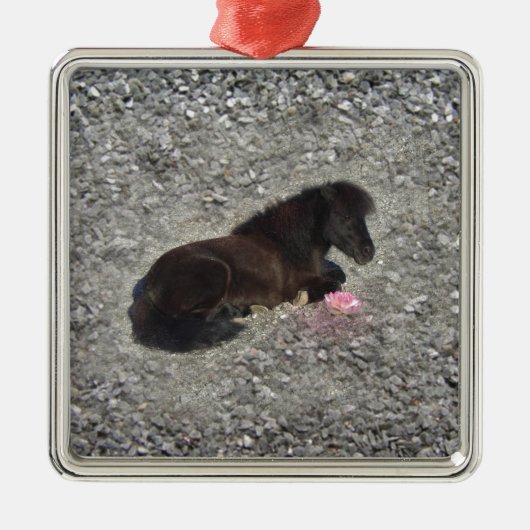 馬の子馬のshetty動物のminihorse メタルオーナメント (正面)