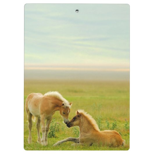 馬の子馬 クリップボード (裏面)