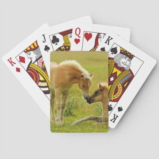 馬の子馬 トランプ (裏面)