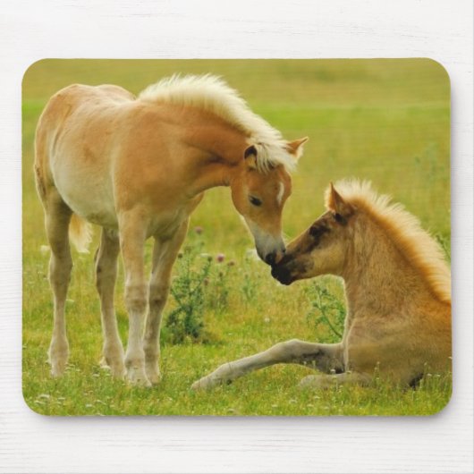 馬の子馬 マウスパッド (正面)