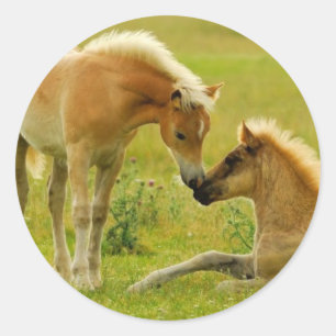馬の子馬 ラウンドシール
