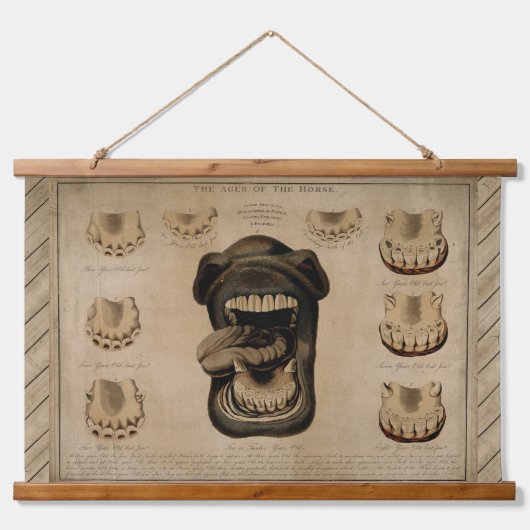 馬の年齢,口歯の歯科ウマ科の表 吊り下げ型タペストリー (正面)