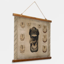 馬の年齢，口歯の歯科ウマ科の表