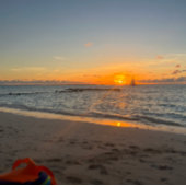 馬の弁当 メタルランチボックス