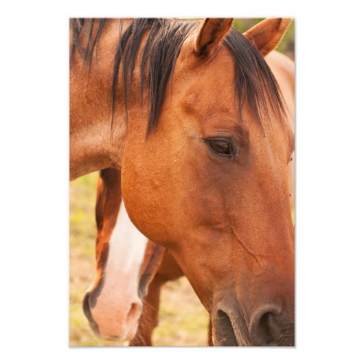 馬の後ろに隠れている馬 フォトプリント            (正面)