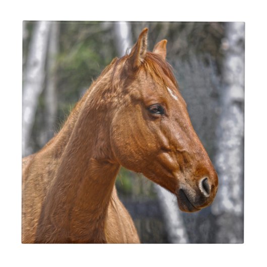 馬の恋人の動物ウマ科のデザイン タイル (正面)