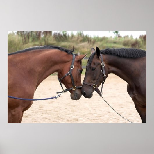 馬の愛のポスター ポスター (正面)