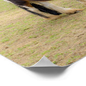 馬の愛 – かわいいティンカー ポスター (角)