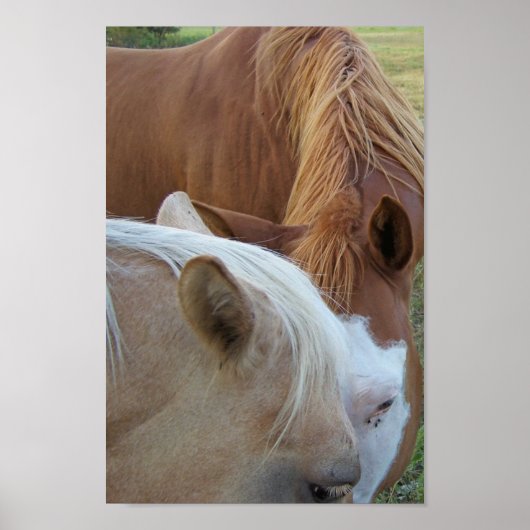 馬の愛 ポスター (正面)