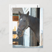 馬の愛 ポストカード (正面/裏面)