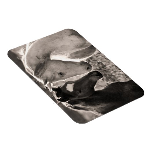 馬の愛 マグネット (右側)