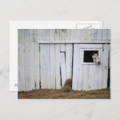 馬の接着は納屋の窓の先頭に立ちます ポストカード (正面/裏面)