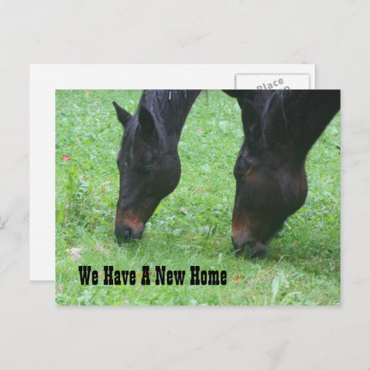 馬の放牧の新しい住所自然 案内ポストカード (正面/裏面)