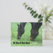 馬の放牧の新しい住所自然 案内ポストカード (スタンド正面)