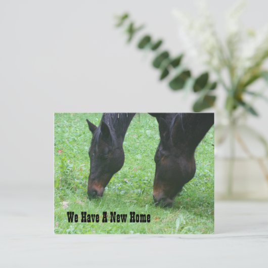 馬の放牧の新しい住所自然 案内ポストカード (スタンド正面)