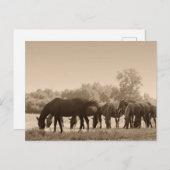 馬の放牧 – セピア調色写真 ポストカード (正面/裏面)