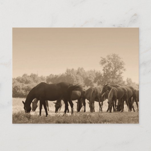 馬の放牧 – セピア調色写真 ポストカード (正面)