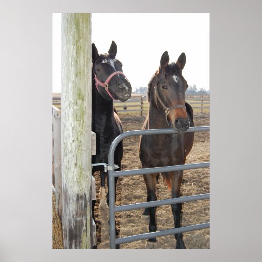 馬の放牧 ポスター (正面)