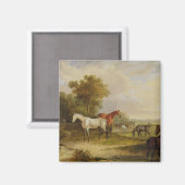 馬の放牧：マレスと灰色のスタリオン放牧 マグネット (正面/裏面)