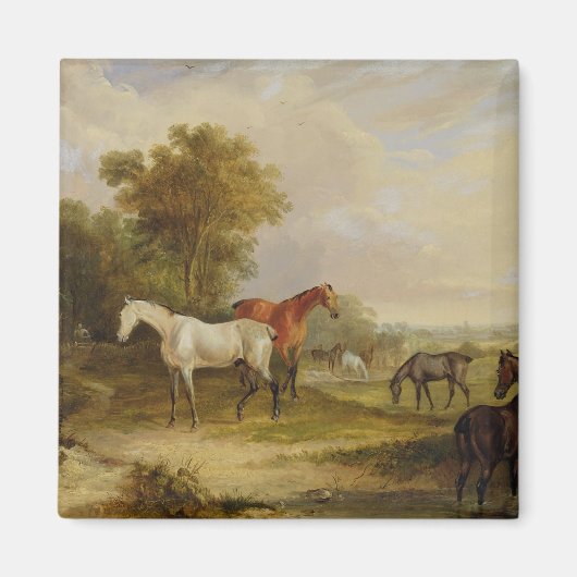 馬の放牧：マレスと灰色のスタリオン放牧 マグネット (正面)