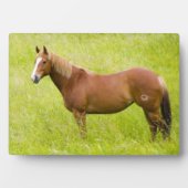 馬の春場 フォトプラーク (正面)