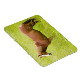 馬の春場 マグネット (右側)