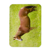 馬の春場 マグネット (縦)