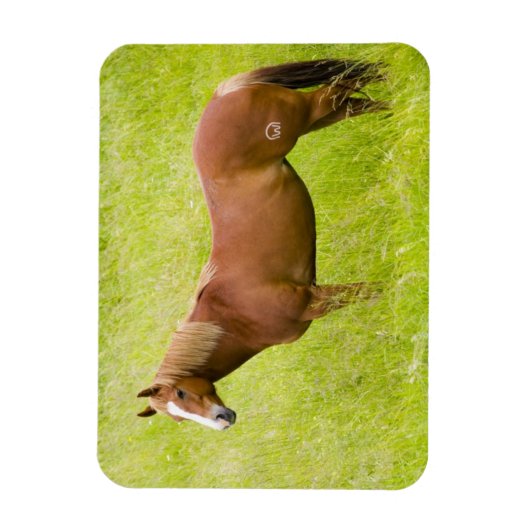 馬の春場 マグネット (縦)