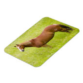 馬の春場 マグネット (左側)