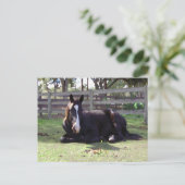 馬の昼寝の時間 ポストカード (スタンド正面)