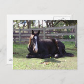 馬の昼寝の時間 ポストカード (正面/裏面)