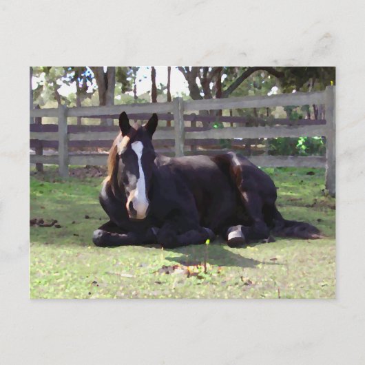 馬の昼寝の時間 ポストカード (正面)