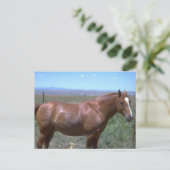 馬の牧草地の風景 ポストカード (スタンド正面)