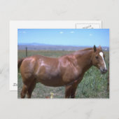 馬の牧草地の風景 ポストカード (正面/裏面)
