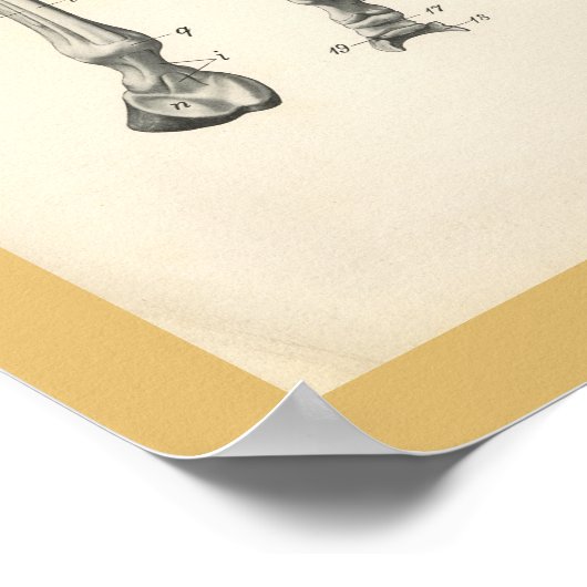 馬の獣医の脚の骨の筋肉解剖学プリント ポスター (角)