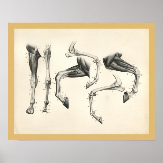 馬の獣医の脚の骨の筋肉解剖学プリント ポスター (正面)