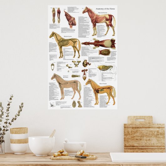 馬の獣医筋骨格解剖学ポスター ポスター (キッチン)