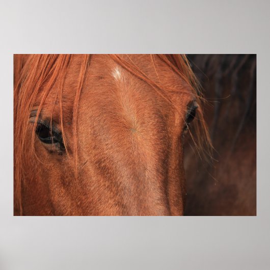 馬の皮 ポスター (正面)
