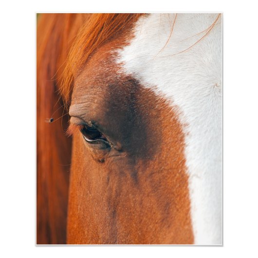 馬の目で飛ぶ フォトプリント (正面)