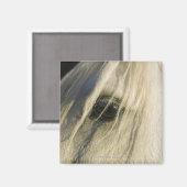 馬の目のクローズアップ マグネット (正面/裏面)