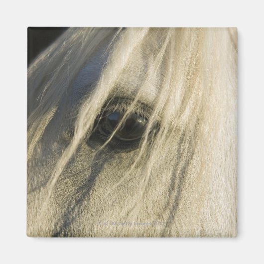 馬の目のクローズアップ マグネット (正面)